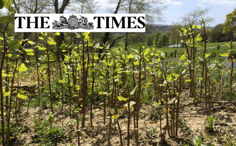 The post image for the CEL Solicitors insight post, The Times: Root of all evil – Japanese knotweed flourishes in warm spring.
