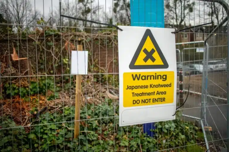 The post image for the CEL Solicitors insight post, £27,000 compensation for homeowner who suffered knotweed property damage from derelict railway line.