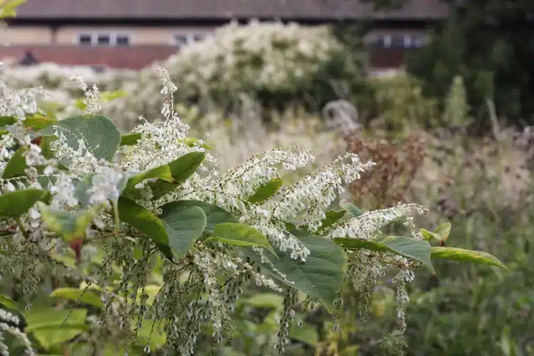 The post image for the CEL Solicitors insight post, £16,250 compensation for new homeowner not told of Japanese knotweed at property.
