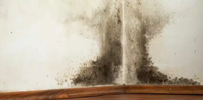 The post image for the CEL Solicitors insight post, £5,000 compensation for Hyde Housing tenant forced to spend lockdown in a mould infested home.