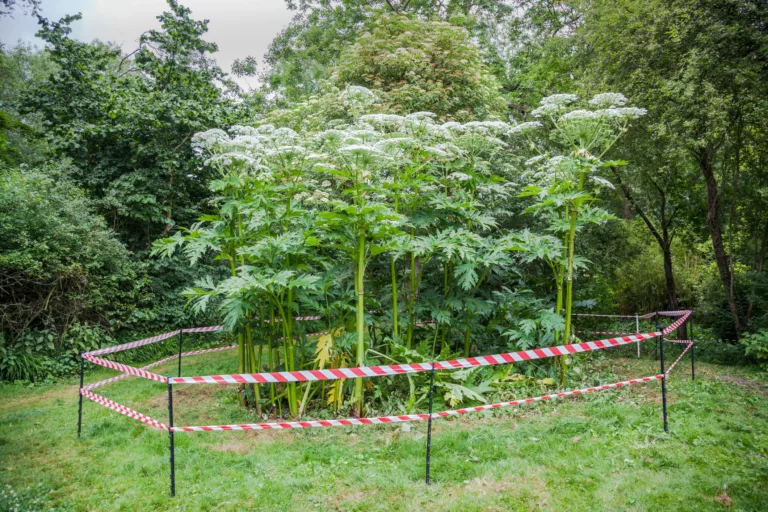 The post image for the CEL Solicitors insight post, Seven of the most invasive plants in the UK.