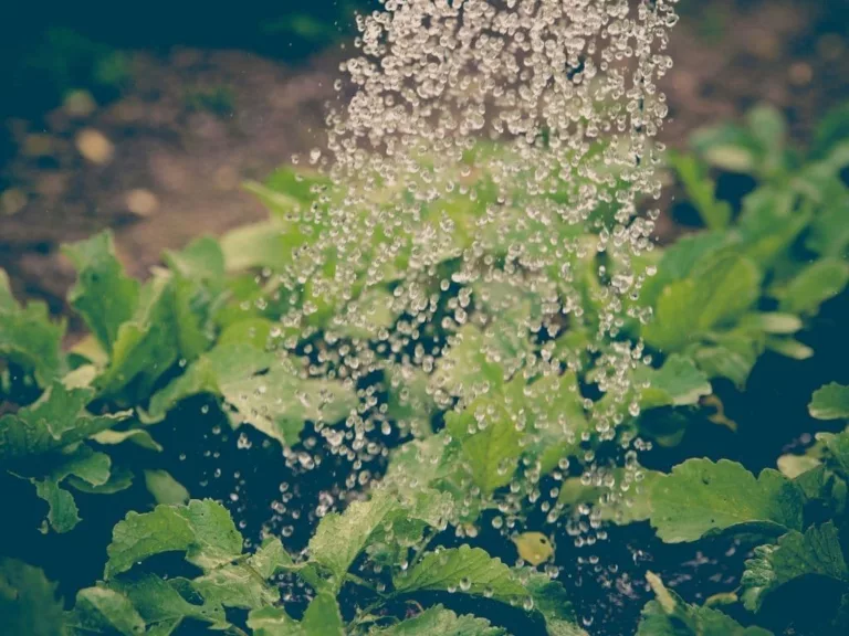 The post image for the CEL Solicitors insight post, Is Glyphosate Safe to Use? Japanese Knotweed Removal.