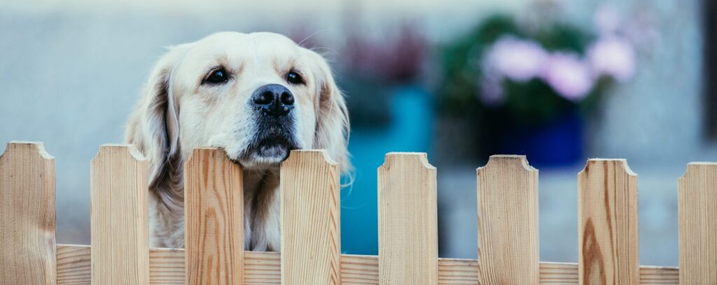 An image representing the CEL Solicitors service, Dog Bite Claims