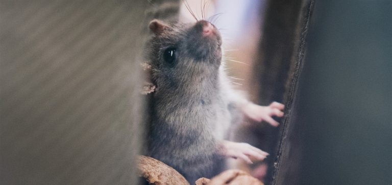 The post image for the CEL Solicitors insight post, Are Landlords Responsible For Mice?.