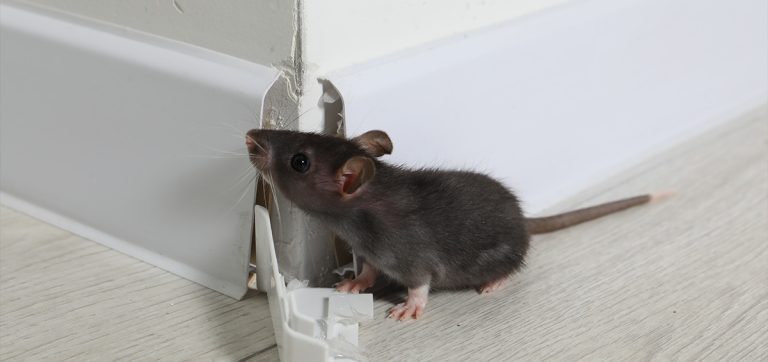 The post image for the CEL Solicitors insight post, Can I Sue My Landlord for Rat Infestations?.
