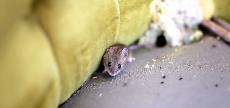 The post image for the CEL Solicitors insight post, Mice in Your Council House? Know Your Rights as a Tenant.