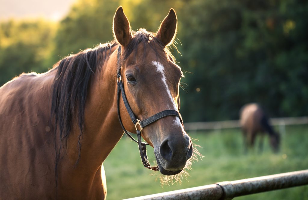 An image representing the CEL Solicitors service, Animal Injury Claims