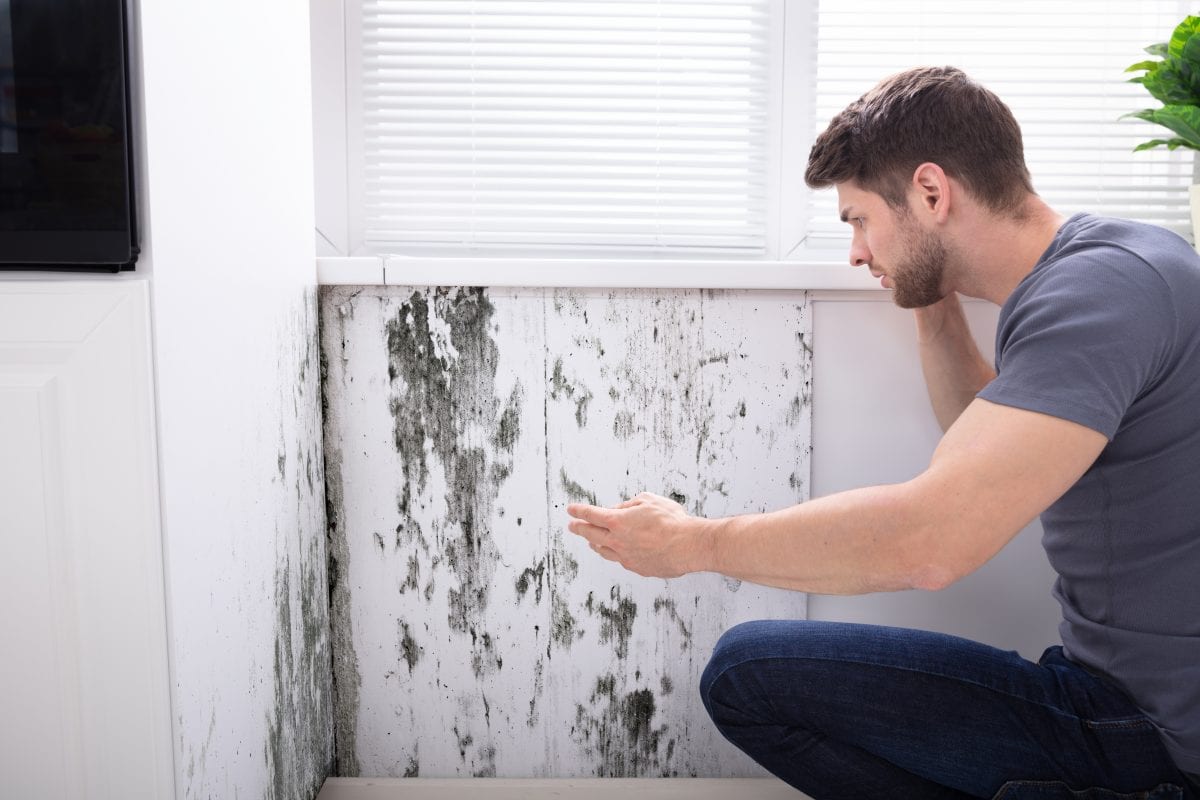 mould on wall housing disrepair