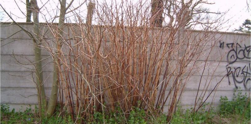 japanese knotweed winter