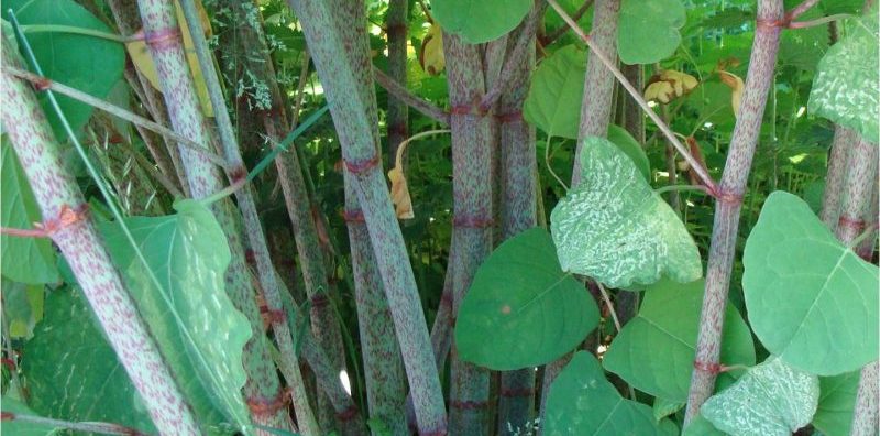 japanese knotweed autumn