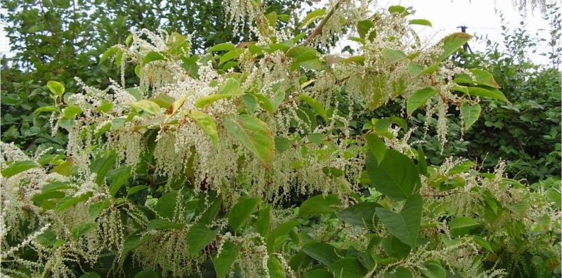 japanese knotweed summer