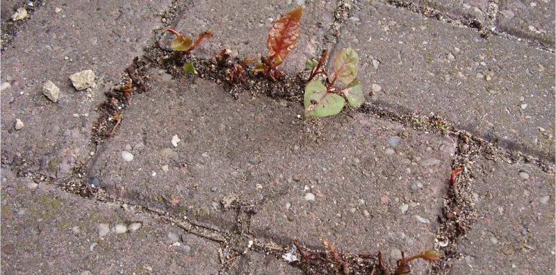 japanese knotweed spring new growth