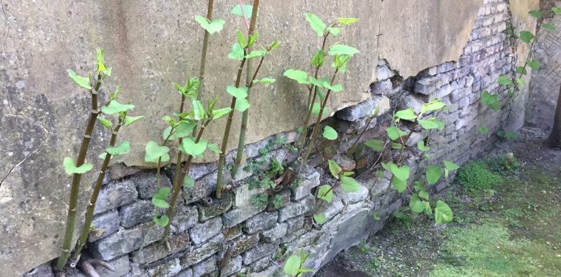 can-i-claim-for-japanese-knotweed-cel-solicitors