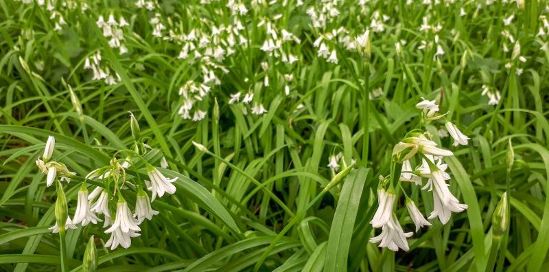 invasive plant three-cornered garlic