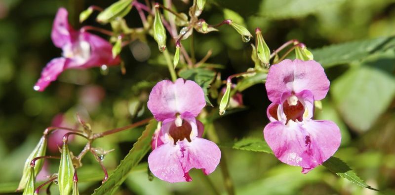 invasive weed himalayan balsam