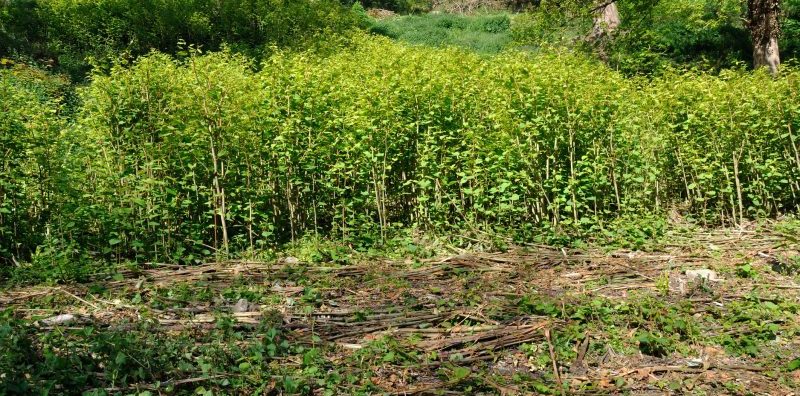 invasive weed japanese knotweed