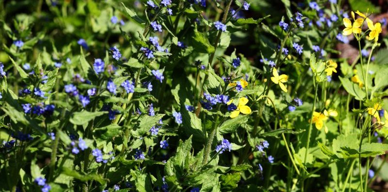 invasive plant green alkanet