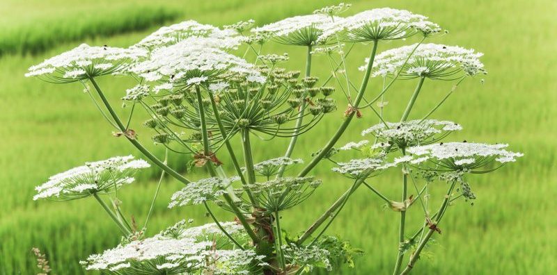 giant hogweed invasive