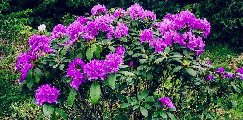 invasive plant rhododendron ponticum 